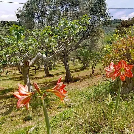 Casale Calabria לינה וארוחת בוקר ג'יצריה